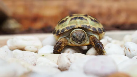 Close up pose of Russian Tortoise slowly walking on white stone in wood house Stock Footage 139420672
