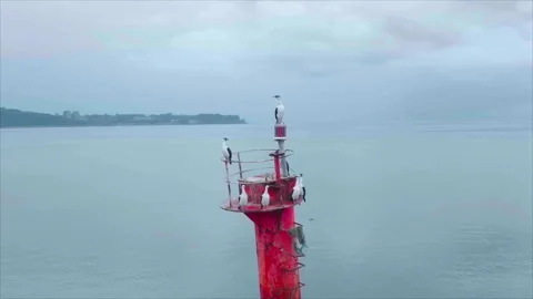 Close-up of post in water with birds, drone circling, Puerto Montt Stock Footage 340994637