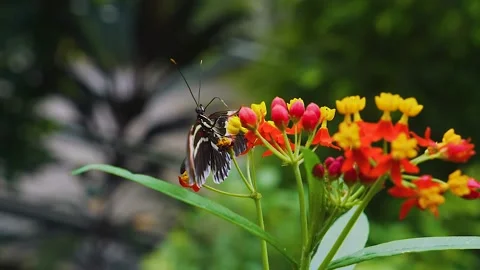 Close up of postman butterfly Stock Footage 141615912