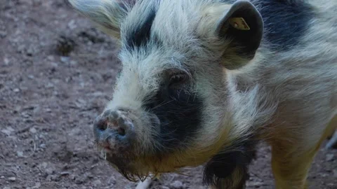 Close up of  Pot-Bellied  Stock Footage 242844363