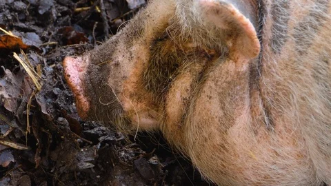 Close up of a Pot-Bellied Pig Stock Footage 121934285