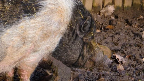 Close up of a Pot-Bellied Pig Stock Footage 121934703