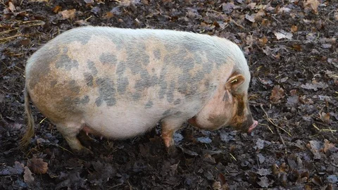 Close up of a Pot-Bellied Pig Stock Footage 121935216