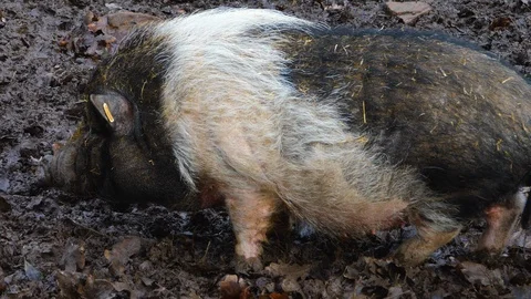 Close up of a Pot-Bellied Pig Stock Footage 121935244