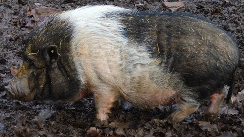 Close up of a Pot-Bellied Pig Stock Footage 121935375