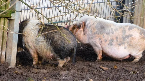 Close up of a Pot-Bellied Pig Video stock 121936183
