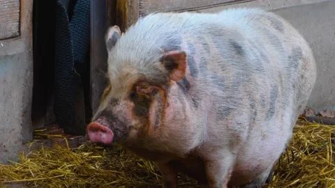 Close up of Pot-Bellied Pig Stock Footage 153794372