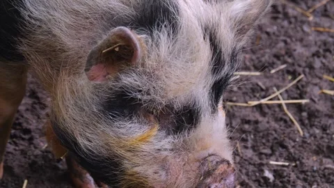 Close up of Pot-Bellied Pig Stock Footage 242182435