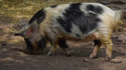 Close up of a Pot-Bellied Pig Stock Footage 277230177