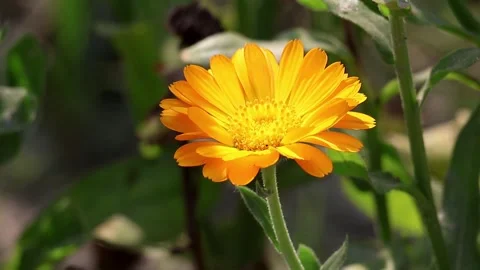 Close-up Pot Marigold flower in bloom, gently swaying in sunny garden. Stock Footage 317867836