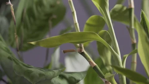 Close up pot plants in the wind Stock Footage 103853709
