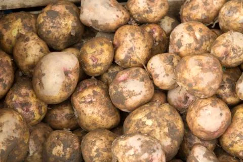 Close Up of Potato Background Stock Photos