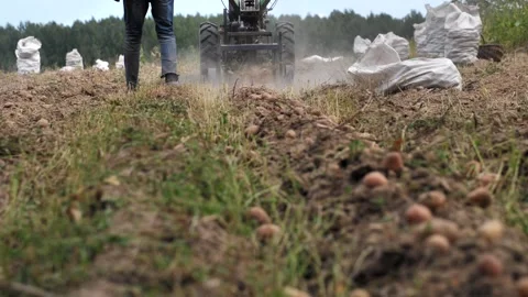 Close-up of potato digger on walk-behind tractor. Stock Footage 249107262