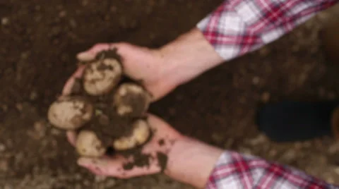 Close up on potatoes being harvested Stock Footage 29423612