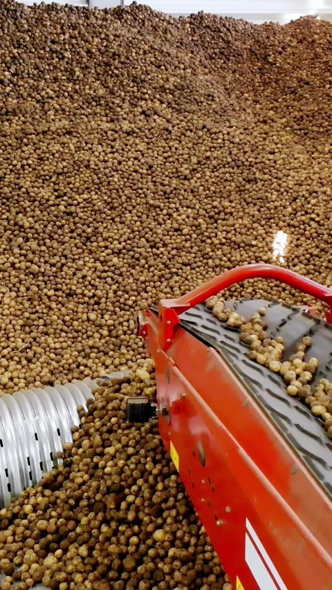 Close-up, Potatoes move on special conveyor machinery belt and fit into a Stock Footage 310952192