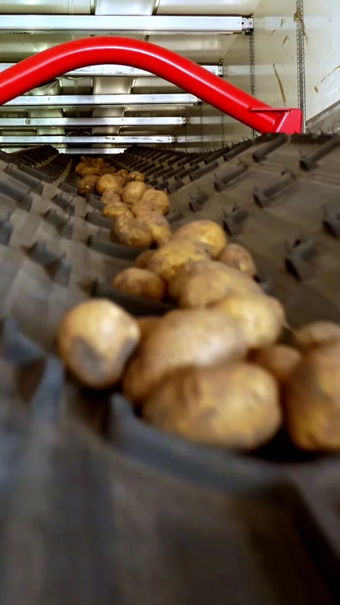 Close-up, Potatoes move on special conveyor machinery belt and fit into a Stock Footage 312386723