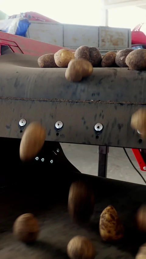Close-up, Potatoes move on special conveyor machinery belt and fit into a Stock Footage 313243838