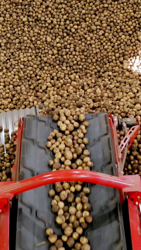Close-up, Potatoes move on special conveyor machinery belt and fit into a Stock Footage 313986180