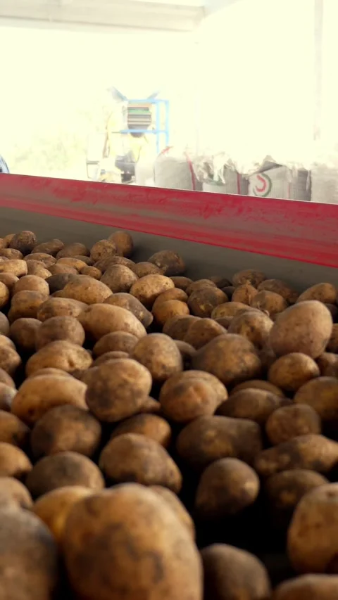 Close-up, Potatoes move on special conveyor machinery belt and fit into a Video stock 315092806