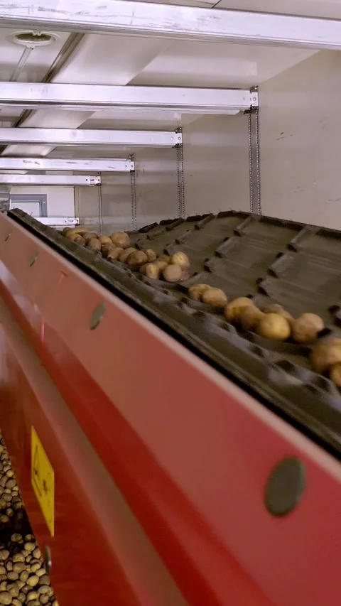 Close-up, Potatoes move on special conveyor machinery belt and fit into a Video stock 316465933