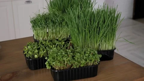 Close-up of pots with micro-greenery on a wooden table. Sprouted wheat and peas. Stock Footage 150194068
