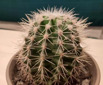 Close Up of a Potted Cactus with Sharp Spines Foto stock