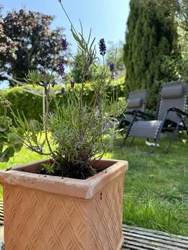 Close up of potted lavender in the backyard Stock Photos