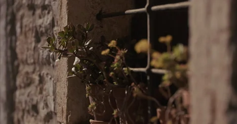 Close-up of potted plants on barred window ledge Stock-Footage 334032976