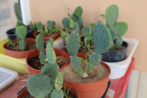 Close-up of potted prickly pear cactus plants with sharp spines Stock Photos