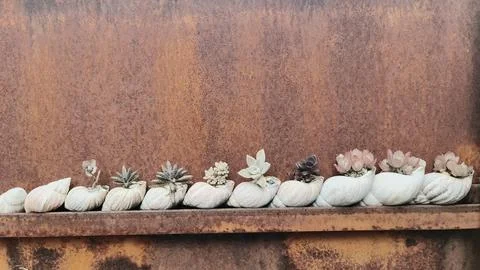 Close-up of a potted snail shell Stock Photos