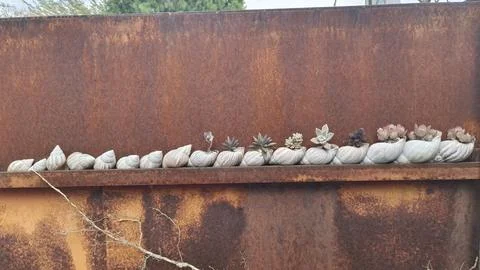 Close-up of a potted snail shell Stock Photos