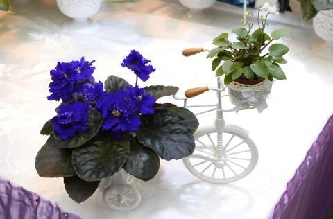 Close-up of potted violets placed on a table, flower arranging Stock Photos