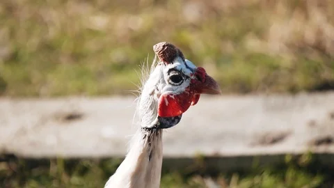 Close-up of poultry head. The bird looks around. Cool shots Stock Footage 122589533