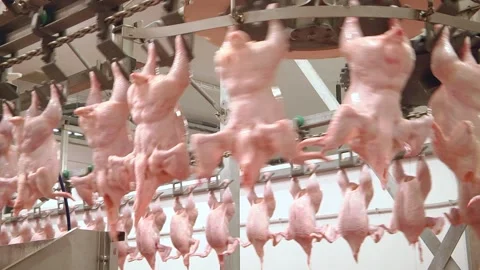 Close up of poultry processing in food industry. Video stock 122626520