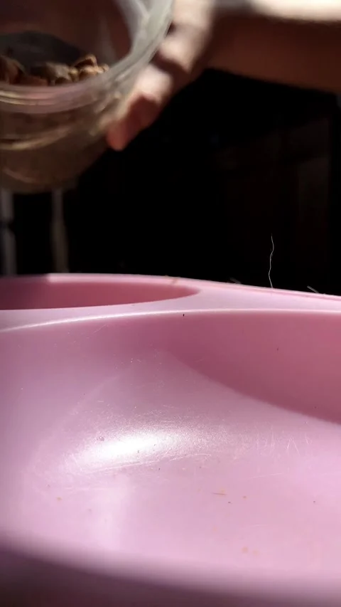 Close up of pouring dry brown kibble cat food falling into a pink plastic bowl Vídeo Stock 340016154