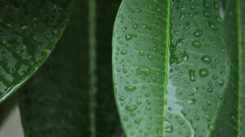 Close up pouring rain drop on green leaves. Stock Footage 42099728