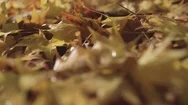 Close Up Pov Of An Animal Or Insect Moving Through Fallen Leaves In Woodland Stock Footage