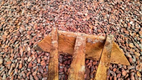 Close-up POV of cocoa beans being raked across a drying floor after harvest Stock Footage 307491686