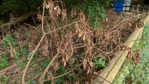 Close POV of dead trees and brown leaves sticks logs Stock Footage 212766199