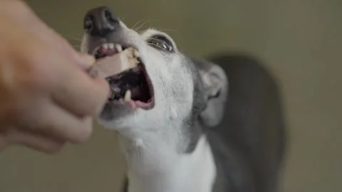 Close up pov dog eats meat from hand Stock Footage 250832563