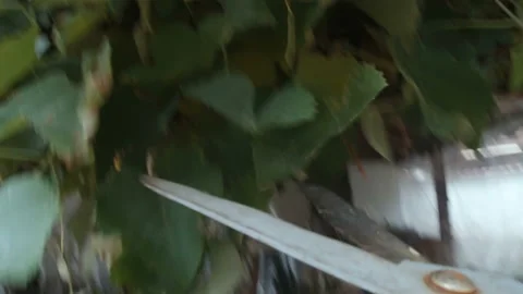 Close POV shot of worker hands in gloves using garden shears Stock Footage 143137054
