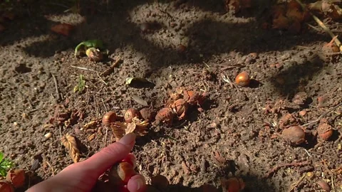 Close Up POV Static Shot of Hand Wearing Bracelets Picking Up Wild Hazelnuts 库存影片 346591367