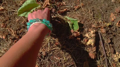 Close Up POV Static Shot of Hand Wearing Bracelets Reaching for Wild Hazelnuts 库存影片 346591507