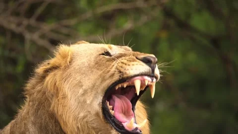 Close up of a powerful african lion roaring, showcasing its strength and wild Stock Footage 340861590