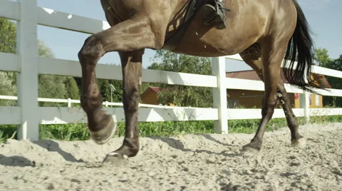 CLOSE UP: Powerful and big dark bay stallion cantering in outdoors sandy manege Stock Footage 66578270