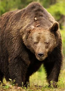 Close up of a powerful Eurasian brown bear in the taiga forest in summer Stock Photos