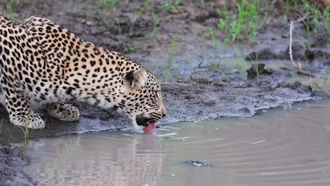 Close-up: Powerful Leopard drinks muddy water from savanna pond Stock Footage 311903460