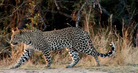 Close-up of a Powerful Leopard Lying on a Branch with its Mouth Open Stock Footage 314991050
