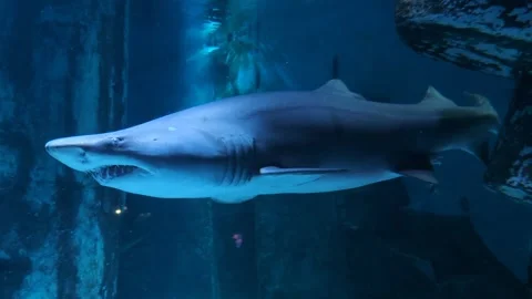 Close-up of powerful sharks navigating through azure waters in a vast aquarium. Stock Footage 303976248