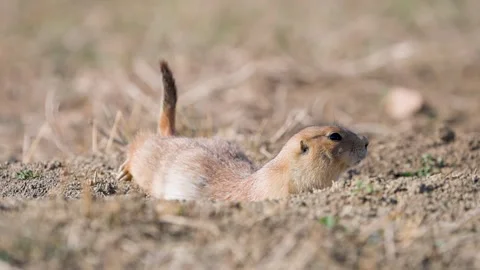 Close-Up of Prairie Dog Emerging from Burrow 库存影片 320437292